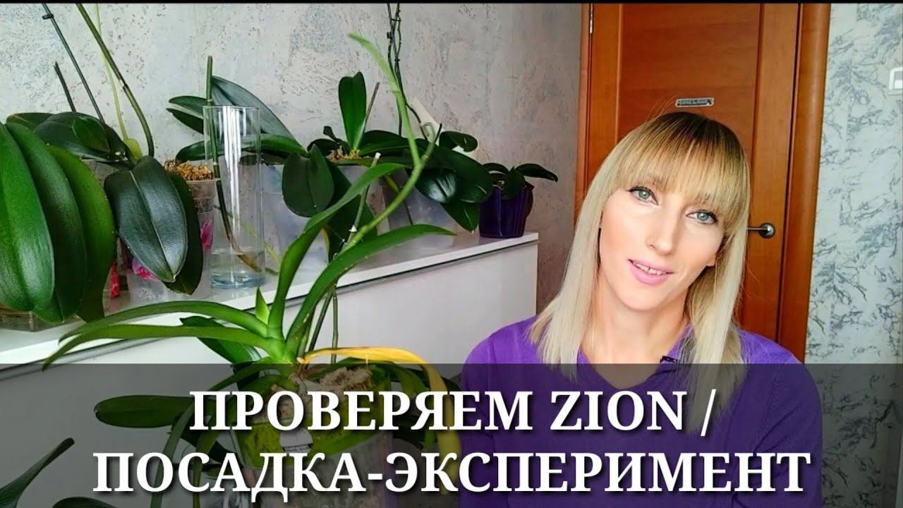ZION / ЦИОН для орхидей / ПОСАДКА-ЭКСПЕРИМЕНТ в ПЕНОСТЕКЛО и ЛОТОЧКИ из магазина смотреть онлайн
