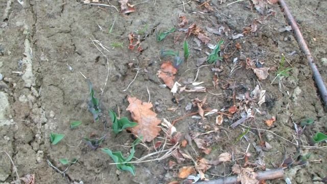 Посадка тюльпанов в корзинки. Результат. Обзор весной. смотреть онлайн