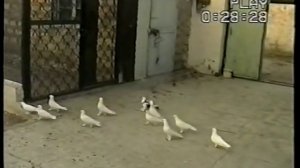 Баку настоящие голуби 3