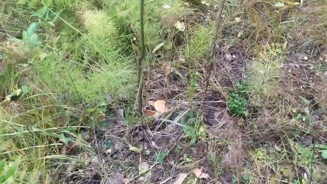 ГРИБЫ ПОВСЮДУ, дождались,нашествие подосиновиков в лесах Сибири#тихаяохота#грибы#подосиновики