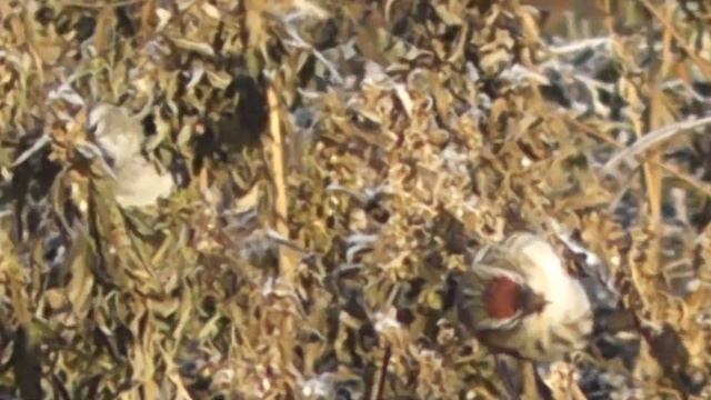 ПТИЦЫ ИЗ СЕМЕЙСТВА ВЬЮРКОВЫХ: снегирь, урагус, чечётка, чиж. смотреть онлайн