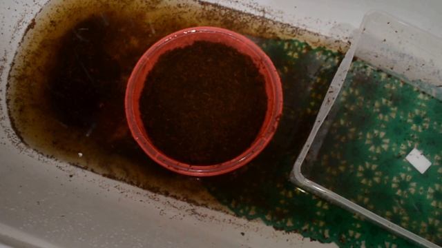 Готовим грунт для улиток, кокосовый субстрат смотреть онлайн