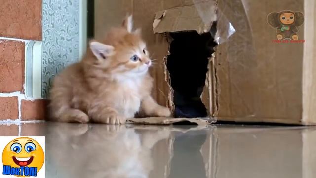 Лучшие приколы 2017 подборка про животных - Рыжий кот! смотреть онлайн