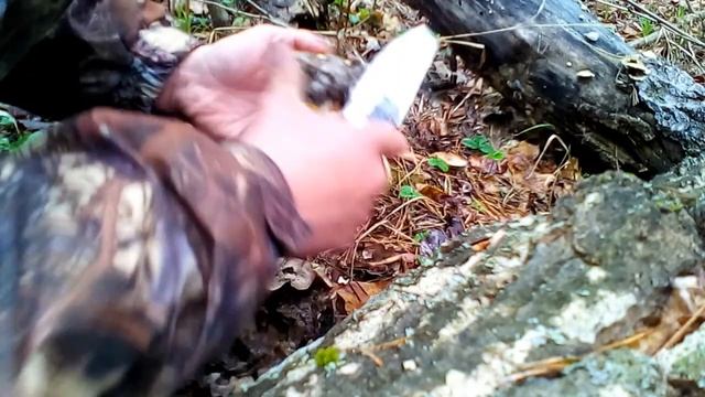 Сбор грибов 2017( Часть 1 Сморчки) смотреть онлайн