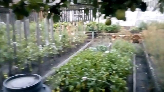 Видео про маленький огород( на 0,5 сотки) смотреть онлайн
