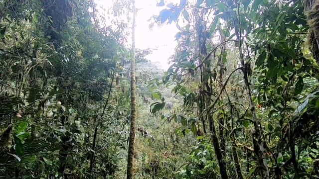 Trapped in the Amazon. Vedran Badun Adventures смотреть онлайн