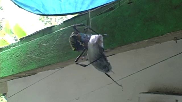 Garden Spider v. Carpenter Bee смотреть онлайн