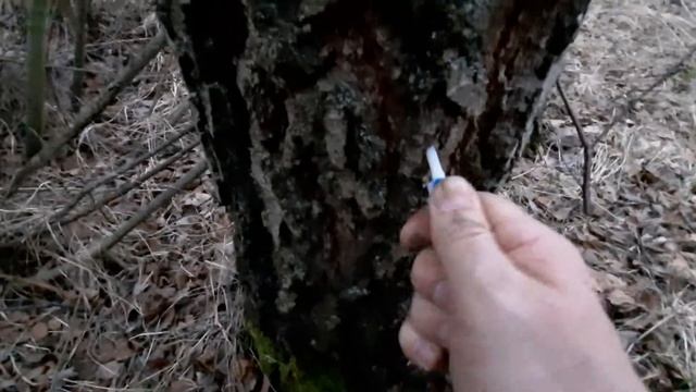 Начало сбора берёзового сока - медицинская капельница смотреть онлайн