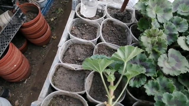 Черенкование Пеларгонии в марте✂️. Новые сорта! смотреть онлайн