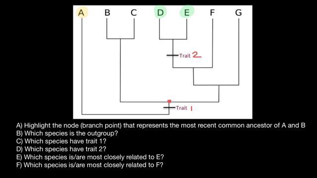 How to Understand Unrooted Phylogenetic Trees смотреть онлайн