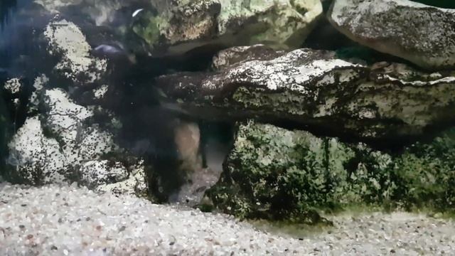 Julidochromis Marlieri VS Ancistrus