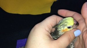 Как стричь клюв и когти попугаю, как выглядит нормальный клюв.