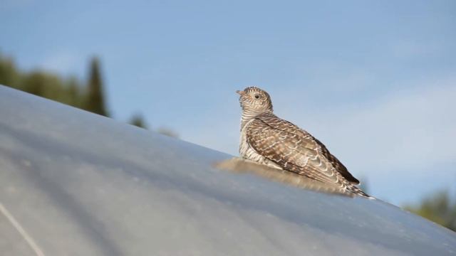 Забудет ли мать грудное дитя свое Кукушонок смотреть онлайн