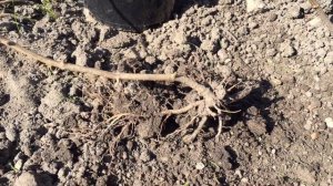 САМЫЙ ПРОСТОЙ СПОСОБ РАЗМНОЖЕНИЯ ГОРТЕНЗИЙ. Результат.