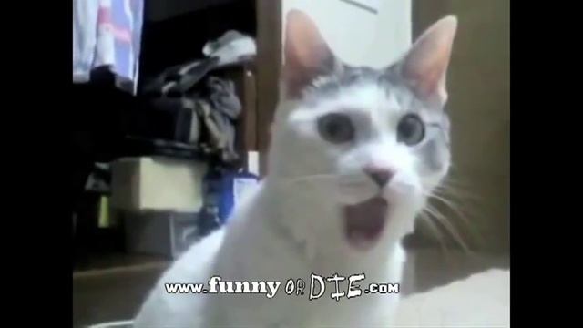 Кот ушёл / Cat gone (Thriller Cat - full collection) смотреть онлайн