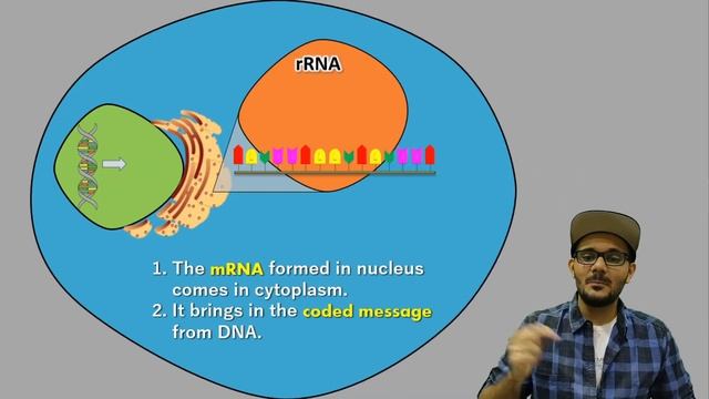 Transcription, Translation and Translocation || Heredity and Evolution Class 10 SSC смотреть онлайн