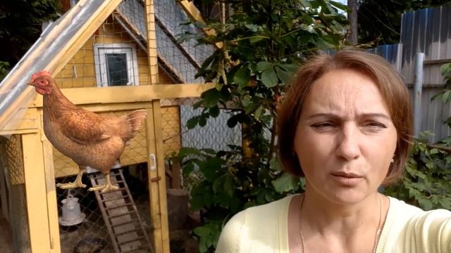 Нет петуха, нет яиц. Куры не несут яйца без петуха? смотреть онлайн