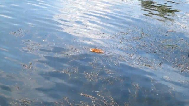 выдр Разумовка смотреть онлайн