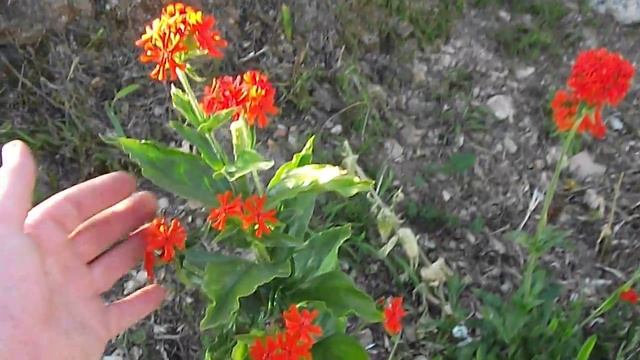 Lychnis chalcedonica - Maltese Cross 11 July 2013 смотреть онлайн