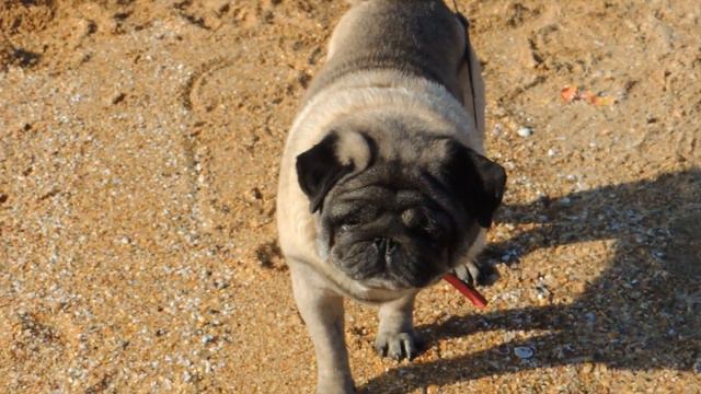 Где зимуют динозавры ? смотреть онлайн