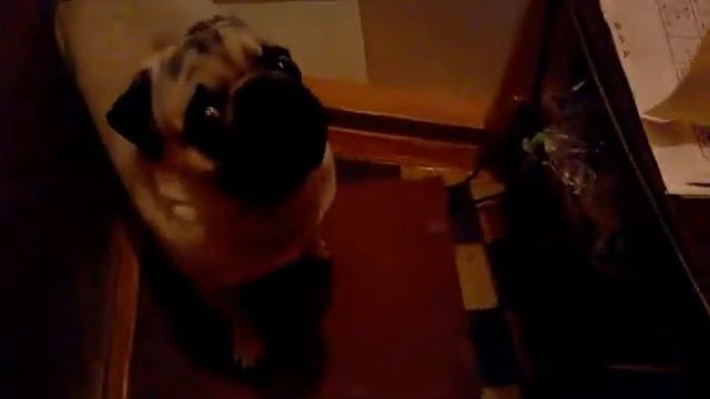 Говорящая собака. Люди в черном смотреть онлайн