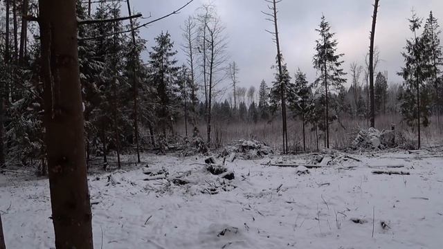 Загонная охота на ЛОСЯ, ОЛЕНЯ и КАБАНА! ПОВЕЗЛО! Кабаны вышли на меня! смотреть онлайн