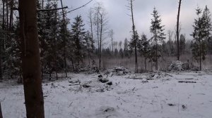 Загонная охота на ЛОСЯ, ОЛЕНЯ и КАБАНА! ПОВЕЗЛО! Кабаны вышли на меня!