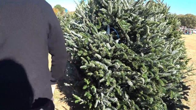 США В поисках свежей ёлки в Южной Каролине / Рождественская ферма в Америке, куда нас привел Гугл смотреть онлайн