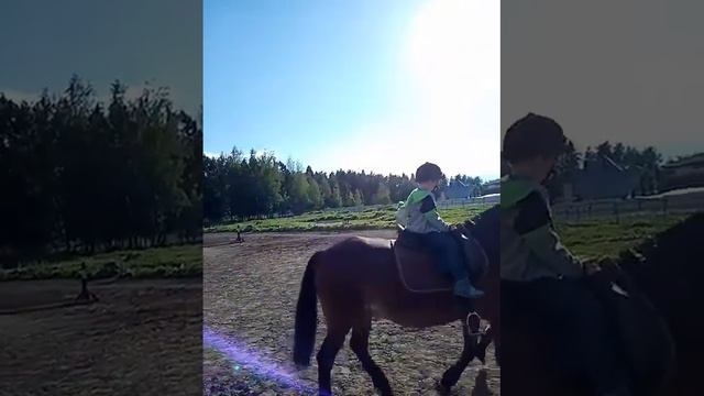 Катаемся на лошади. Кормим лошадей морковкой в канюшне. смотреть онлайн