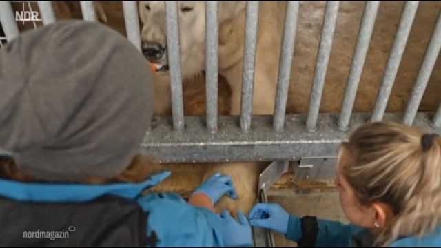 У медведицы Сиссель берут кровь.Германия.They take blood from the polar bear Sissel.Rostock, German смотреть онлайн