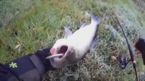 Жерех на пилькер. Стандартная проводка пилькера