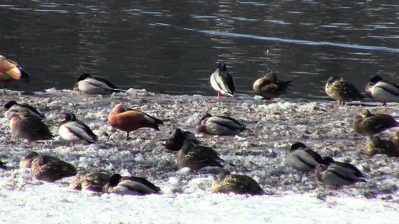 Waterfowl / Водоплавающие Птицы