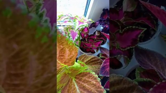 ???Яркая радуга колеусов. #Shorts#coleus#coleusflowers#Колеусывсаду#колеусы#колеус#колеусыизсемян смотреть онлайн