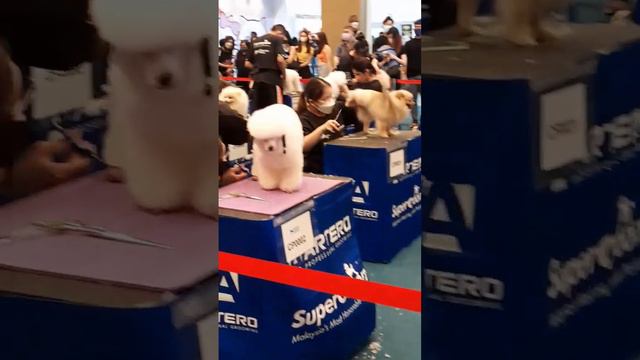 Dog grooming contest . смотреть онлайн
