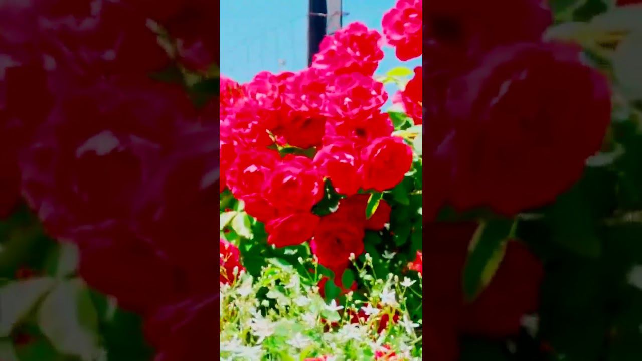 Фламентанц — броская густомахровая роза с тонкими, волнистыми лепестками смотреть онлайн