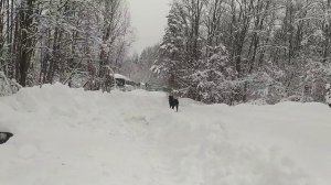 ЮМЗ-6 Заглох мотор. Батя спешит на помощь. Прокачка топливной. Уборка снега 2022