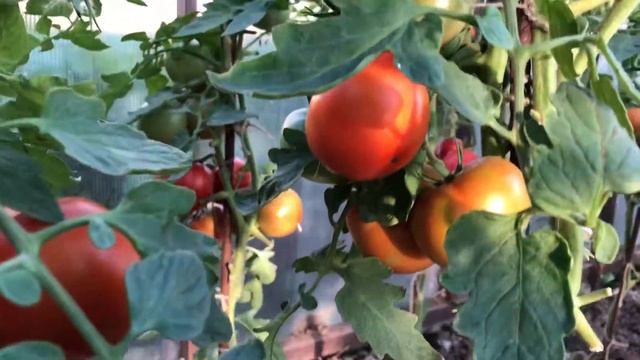 Ранний очень урожайный сорт помидор. смотреть онлайн