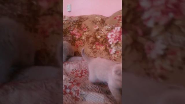 Продаются шотландские котята 8 967 232 60 98 смотреть онлайн