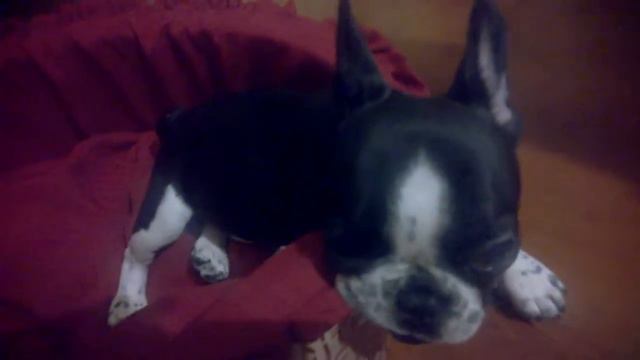 Французский бульдог смотреть онлайн