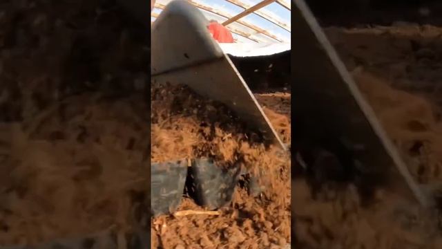 Посев семян арбуза ??