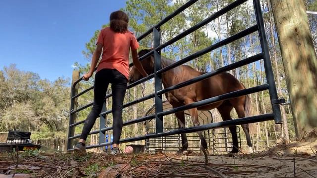 Clicker Training with an OTTB... Is it working? смотреть онлайн