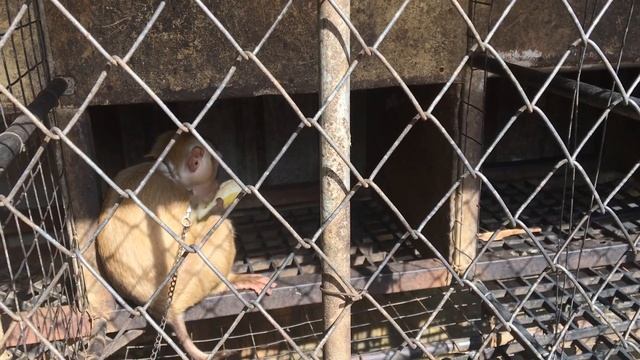 Обезьяны едят банан смотреть онлайн