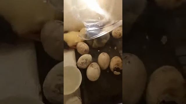 Инкубатор самодельный,без датчика влажности.Гусята. смотреть онлайн