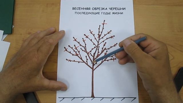 Формирование черешни смотреть онлайн