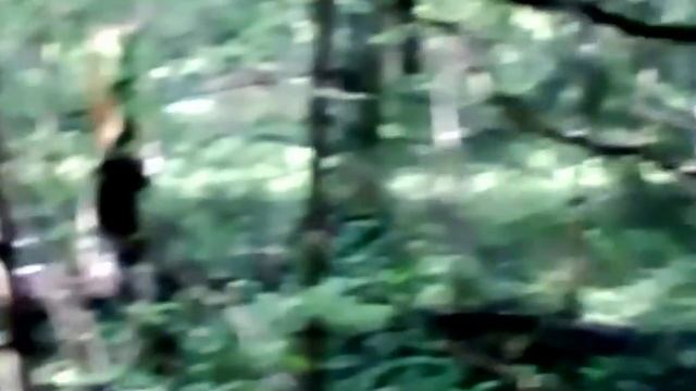 Русские гончие Якут и Саян вл. Сорокин А. Тейково , Ивановской обл.,Россия смотреть онлайн