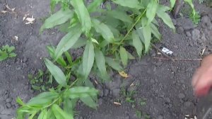 Формировка персика кустом.