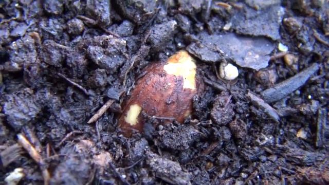 ⟹ RAMBUTAN | Nephelium lappaceum | Starting rambutan from seed PART 3 смотреть онлайн