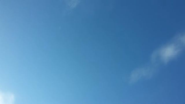 Гон молодёжи широкохвостых. Широкохвостые бакинские голуби. смотреть онлайн