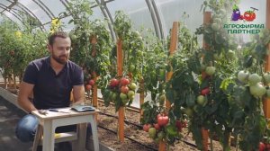 ТОМАТ В ФОРМЕ СЕРДЦА "ПАПИНА ДОЧКА" F1