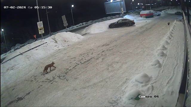 Лиса пыталась залезть в ларек с белорусским салом, спугнули. 07.02.2024 Петрозаводск..mp4 смотреть онлайн